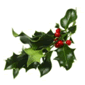 holly